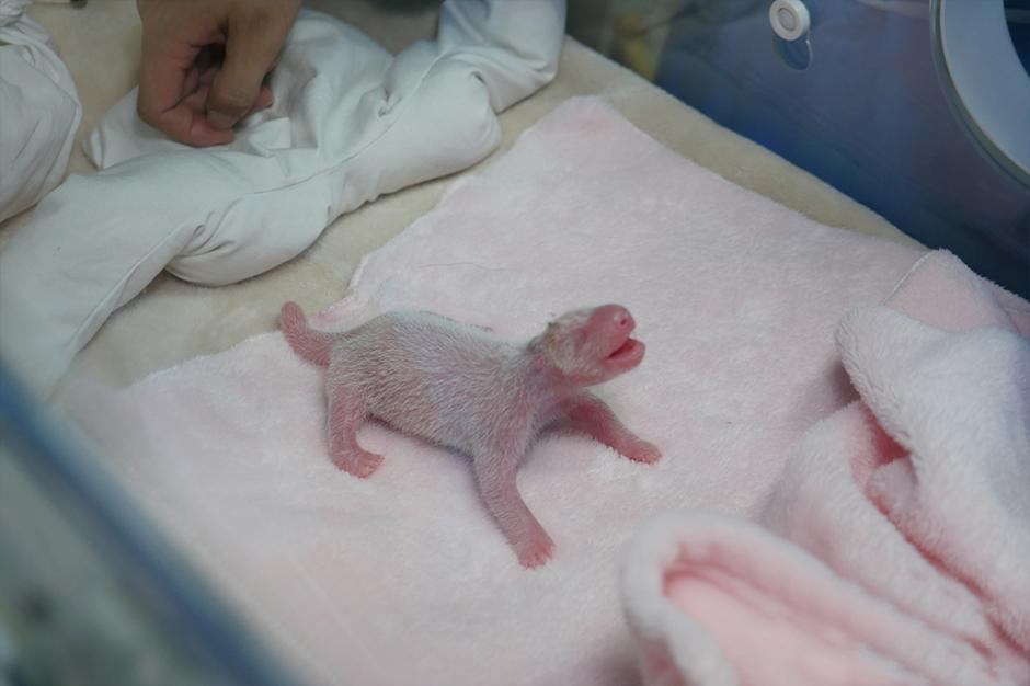 Giant Panda News