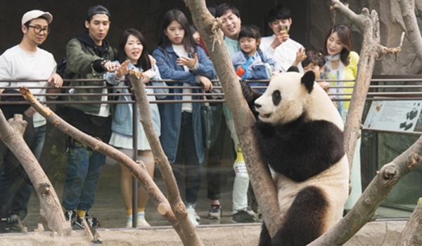 Giant Panda News