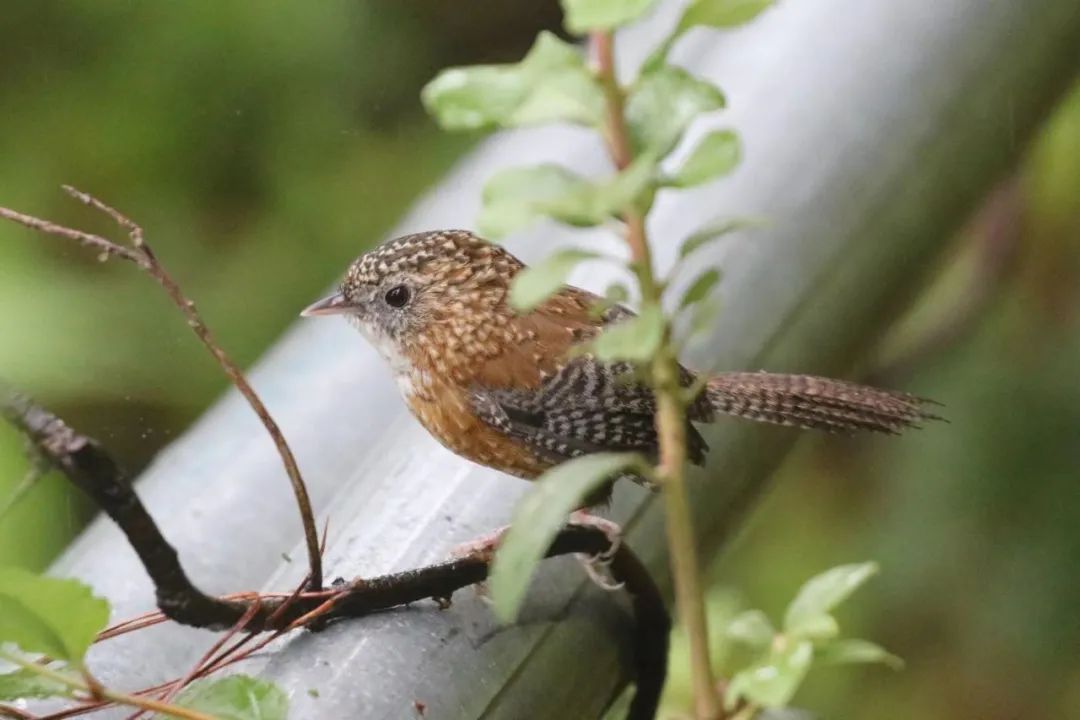 Balangshan Birds