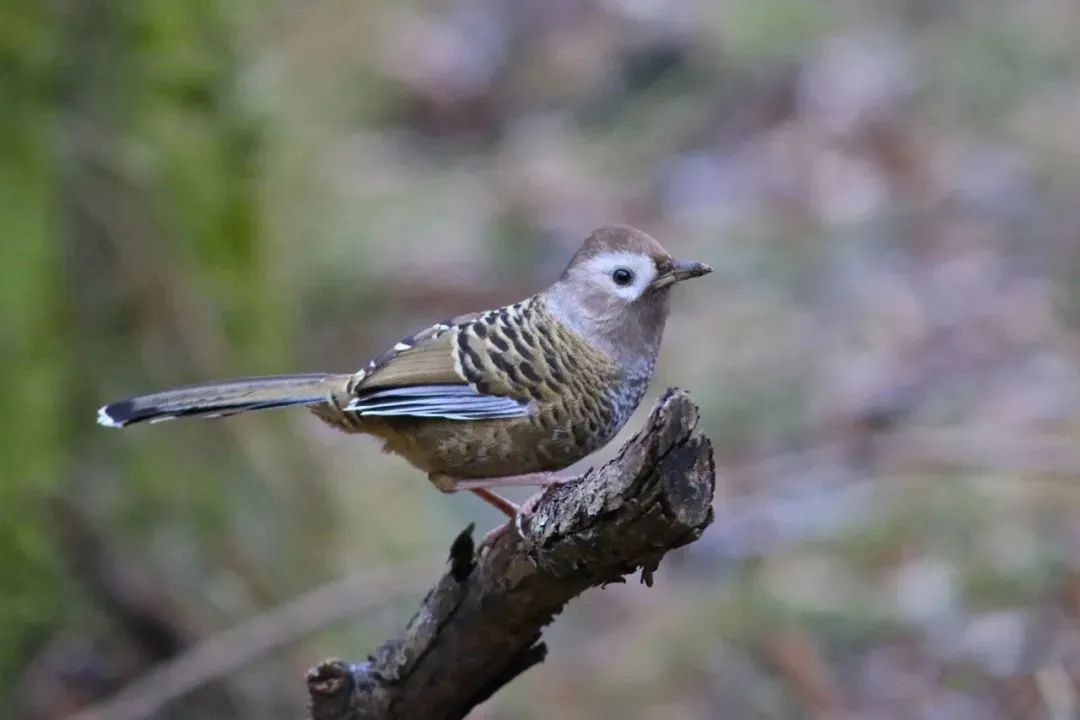 Balangshan Birds