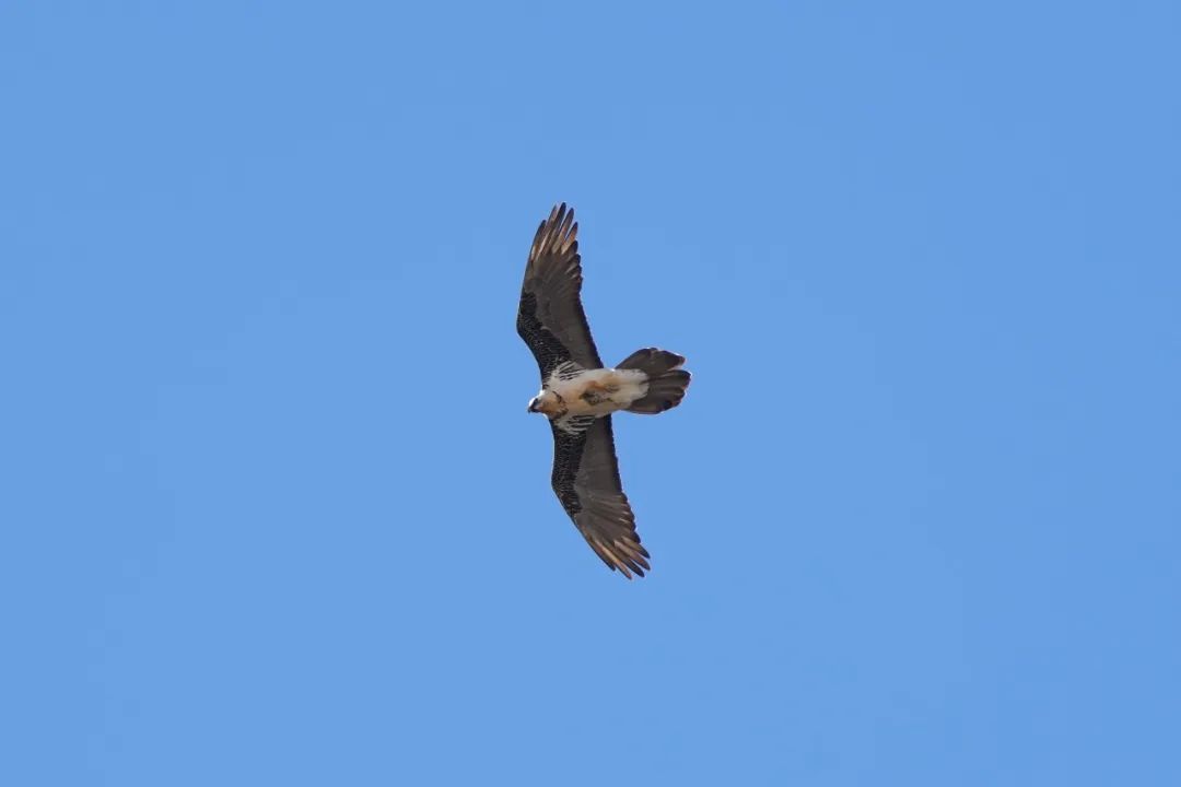 Balangshan Birds