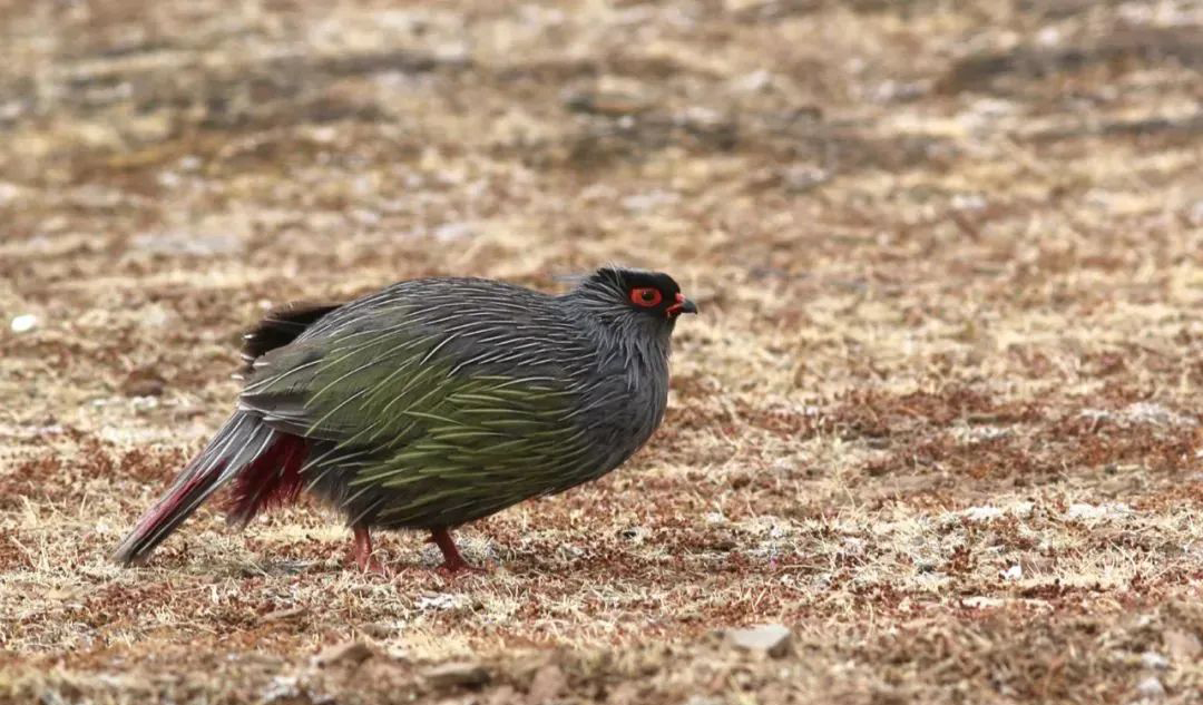 Balangshan Birds