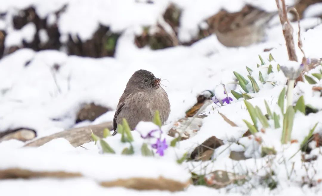 Balangshan Birds