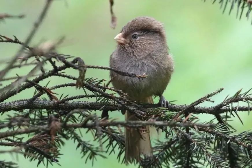 Longcanggou Birds