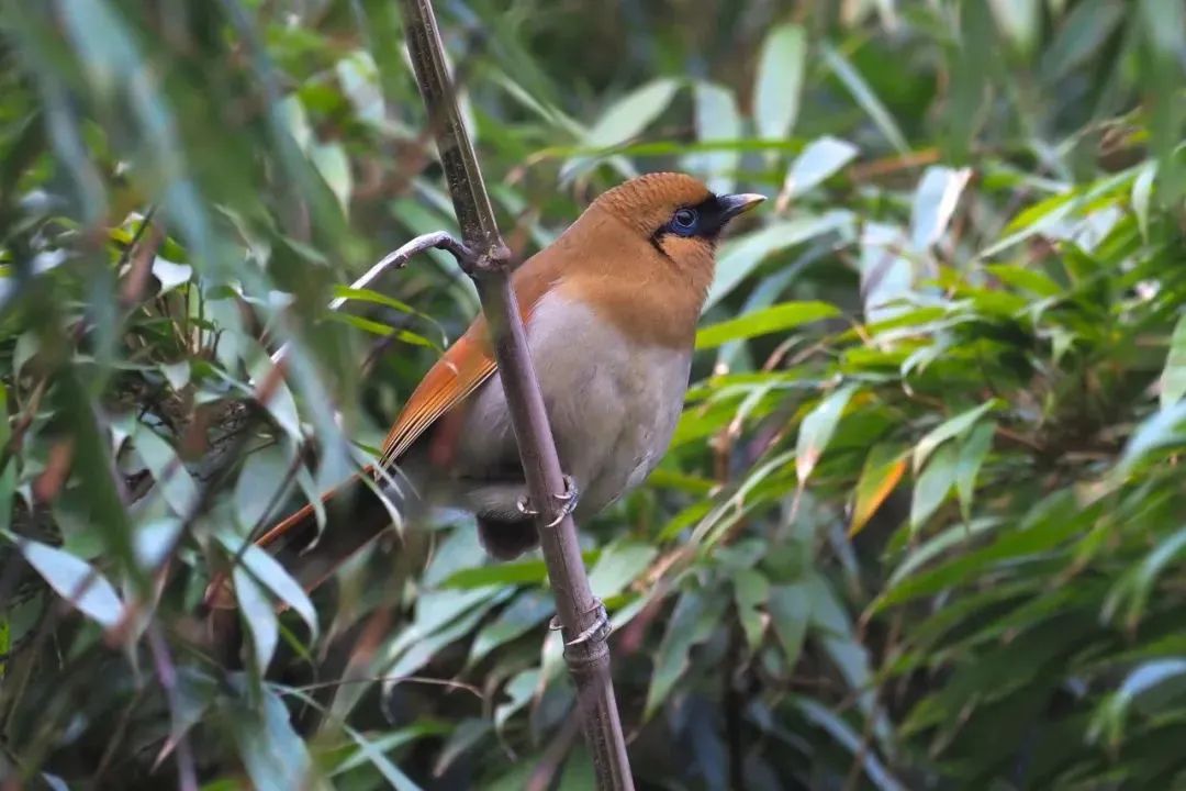 Longcanggou Birds