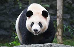 Sichuan Panda Tour