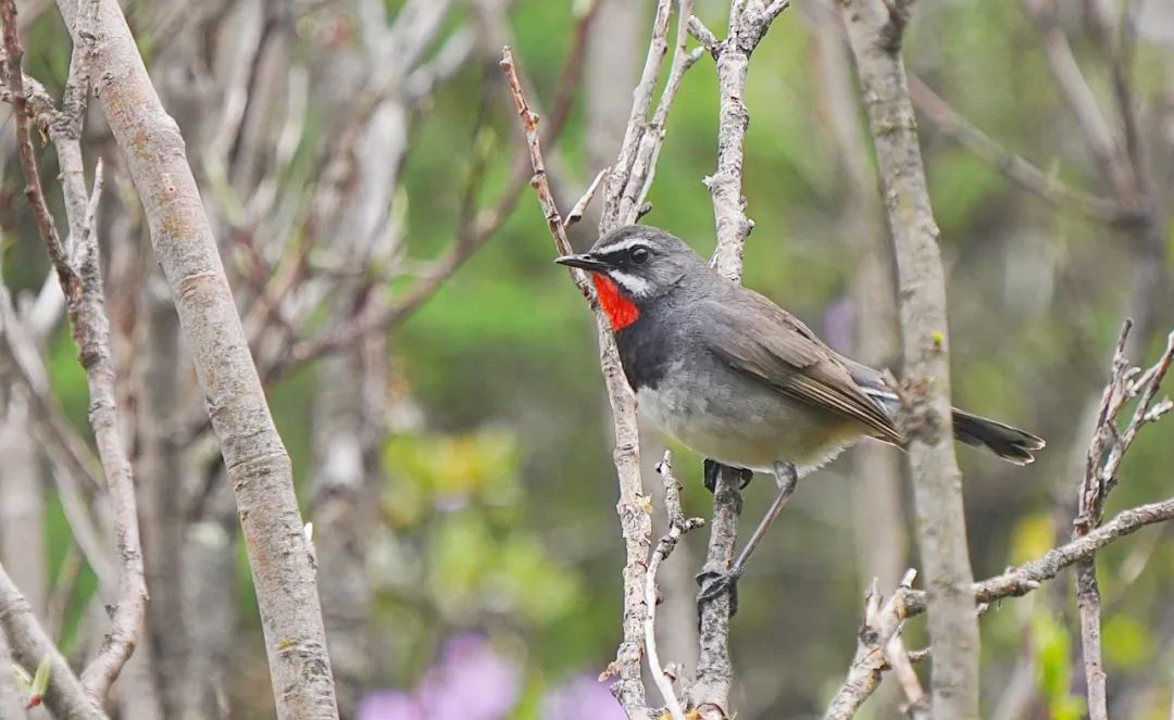 Balangshan Birds