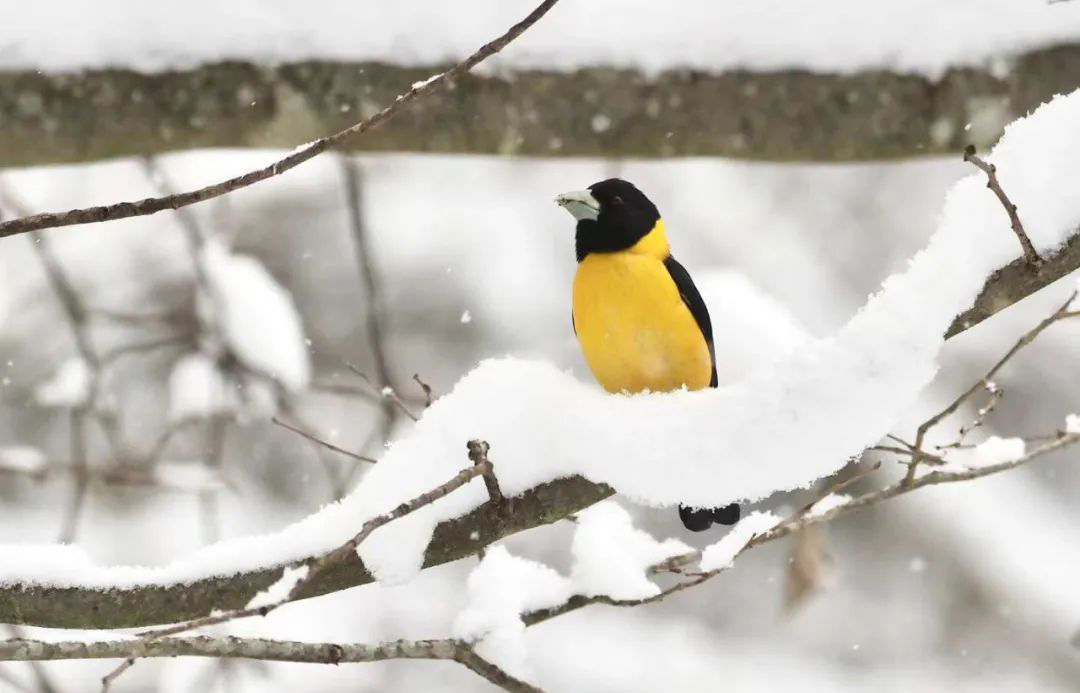 Balangshan Birds