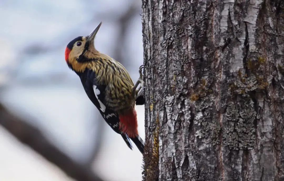 Longcanggou Birds