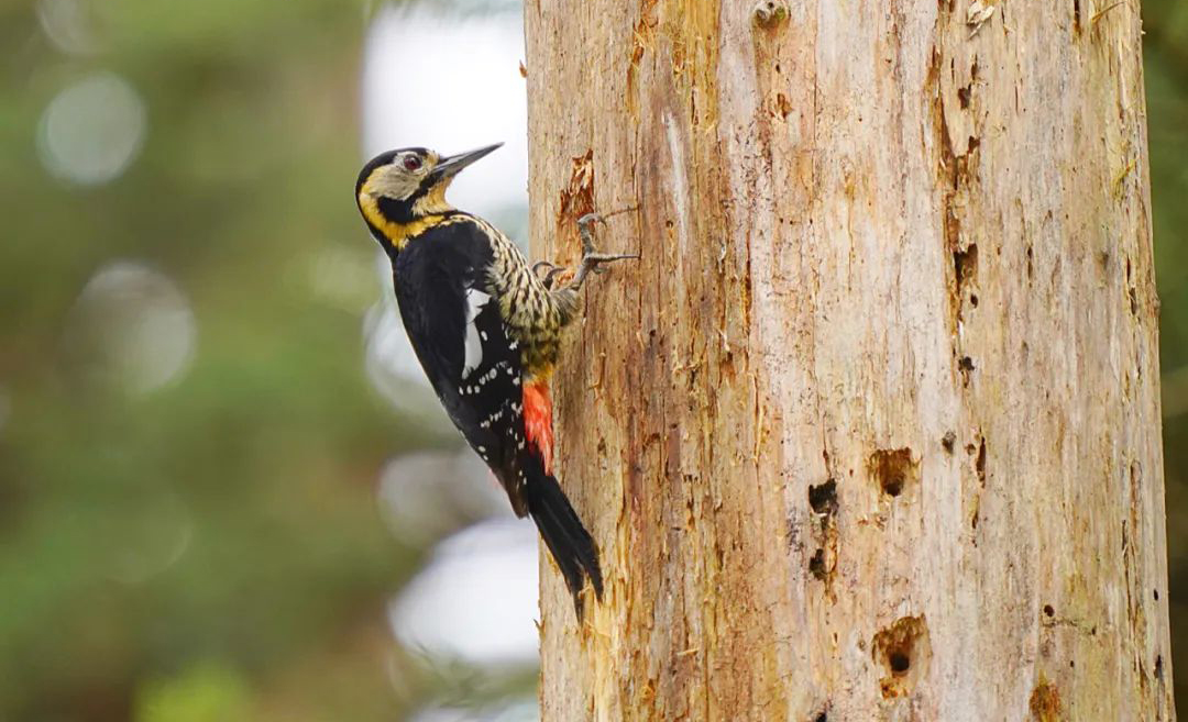 Mt. Wawu Birds