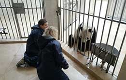 Sichuan Panda Tour