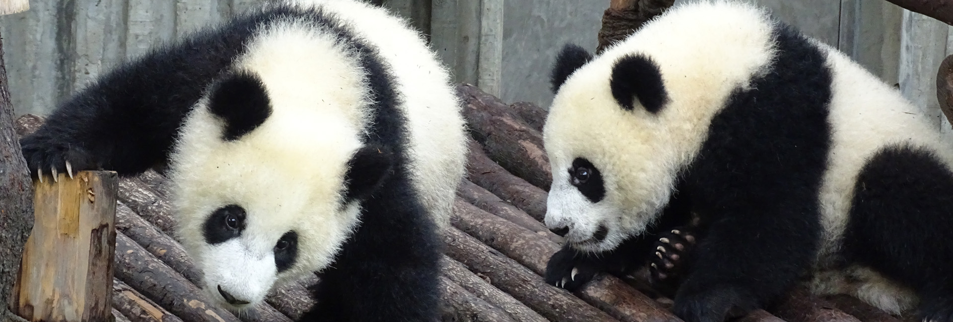 Dujiangyan Panda Valley