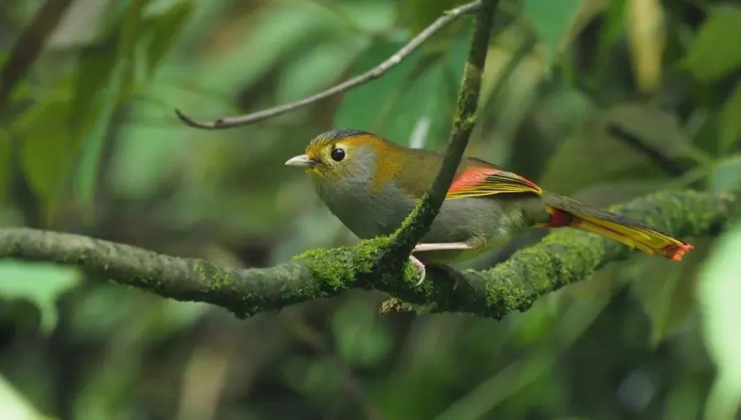 Longcanggou Birds