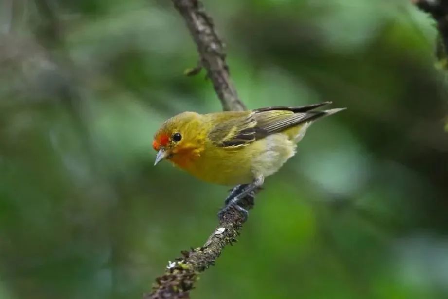 Longcanggou Birds
