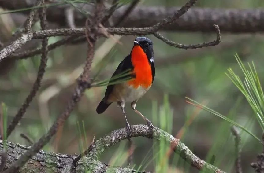 Balangshan Birds