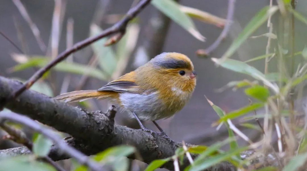 Longcanggou Birds