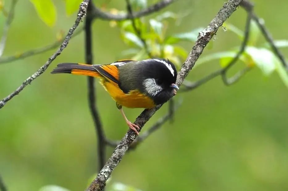 Longcanggou Birds
