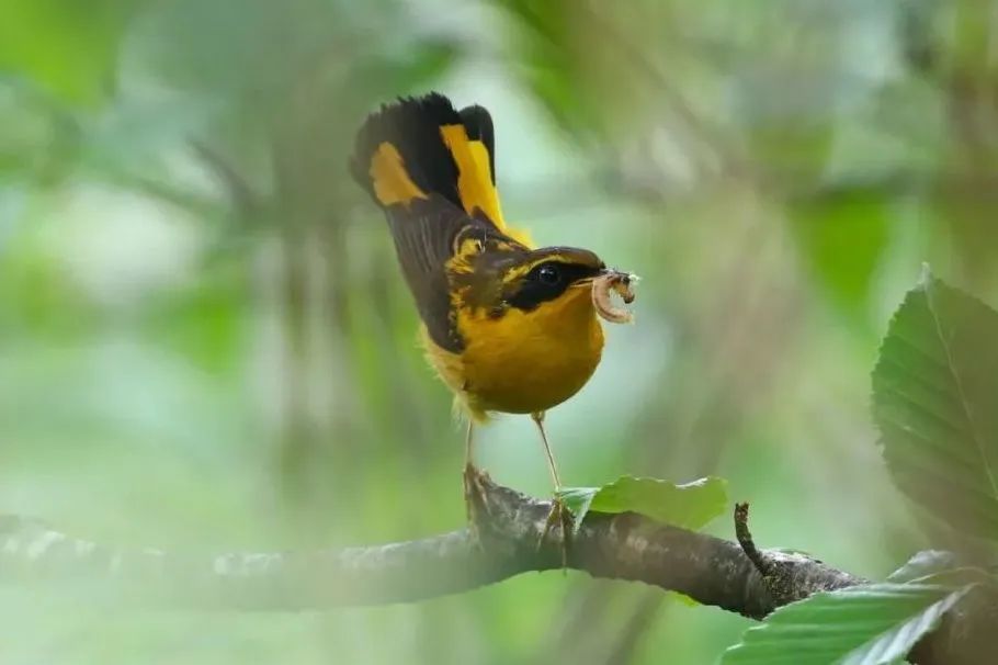 Longcanggou Birds
