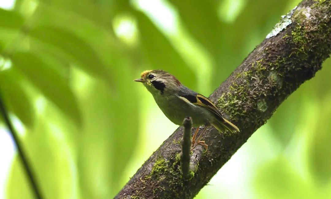 Longcanggou Birds