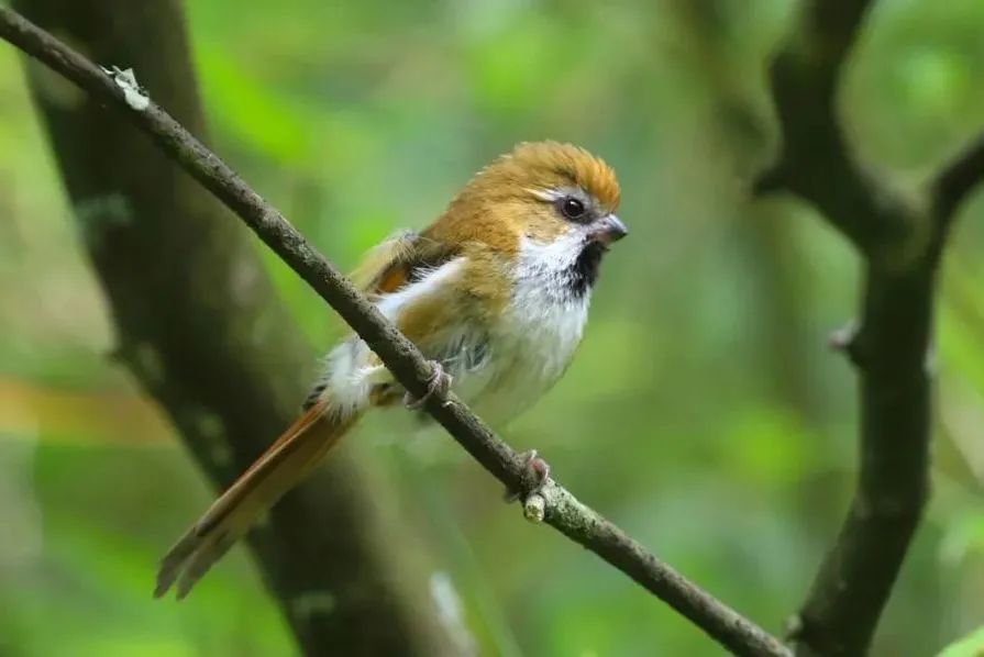 Longcanggou Birds