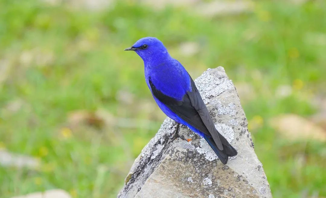 Balangshan Birds