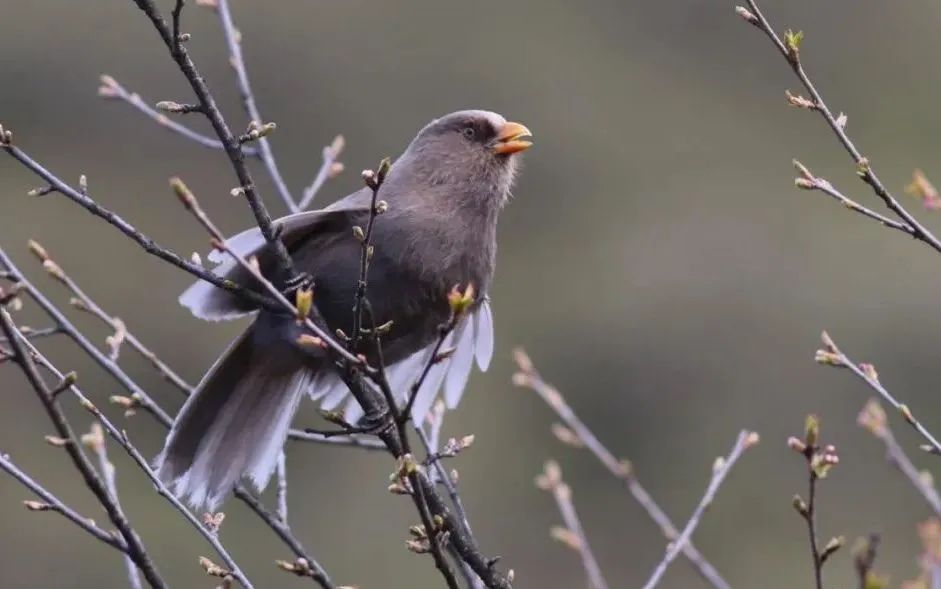 Longcanggou Birds