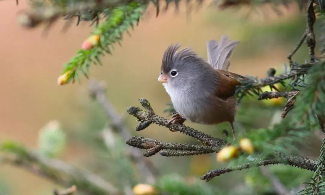 Longcanggou Birds