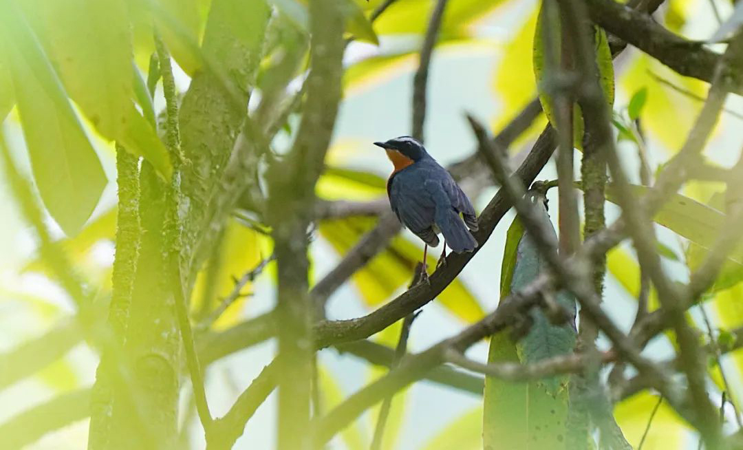 Balangshan Birds