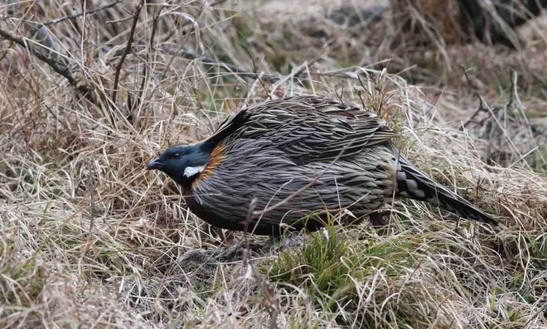 Balangshan Birds