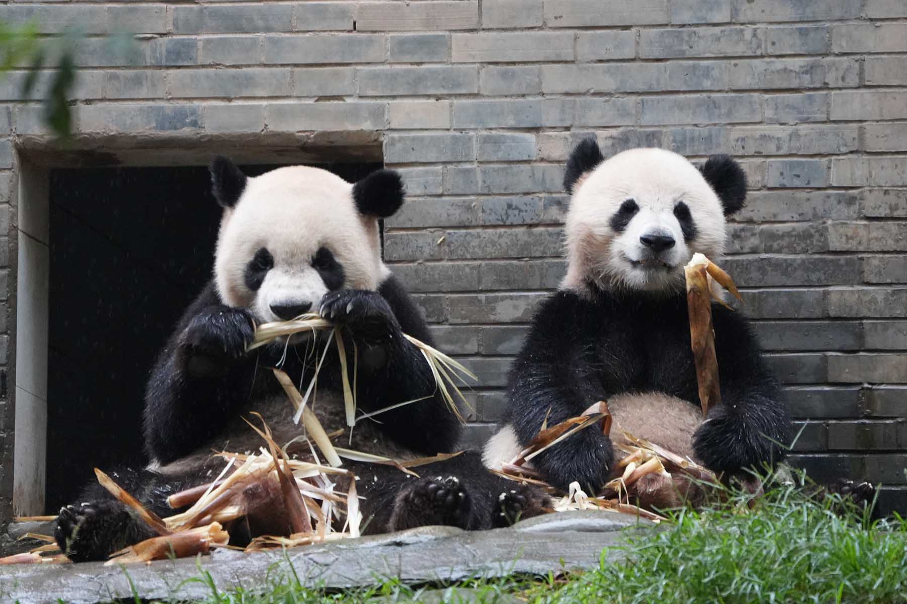 Giant Panda Facts