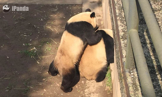 Giant Panda News