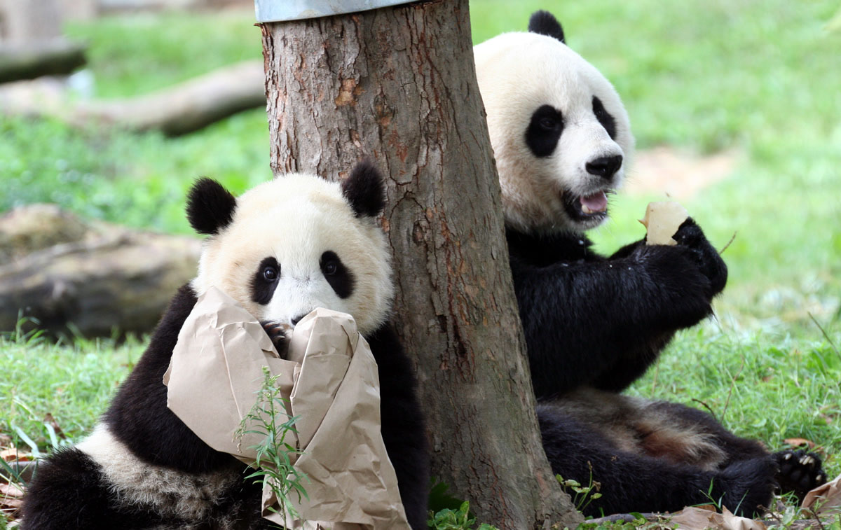 Dujiangyan Panda Base