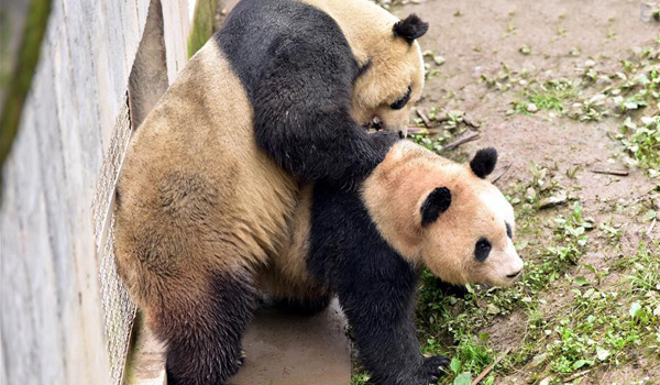 Giant Panda News