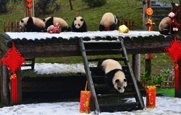 Sichuan Panda Tour