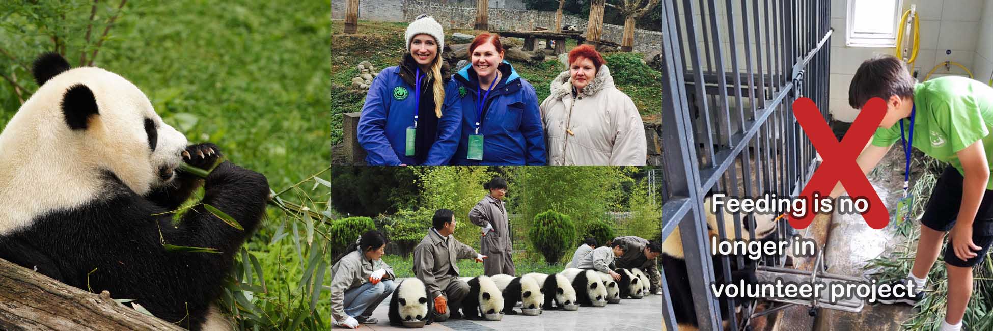 Panda Volunteering Tour
