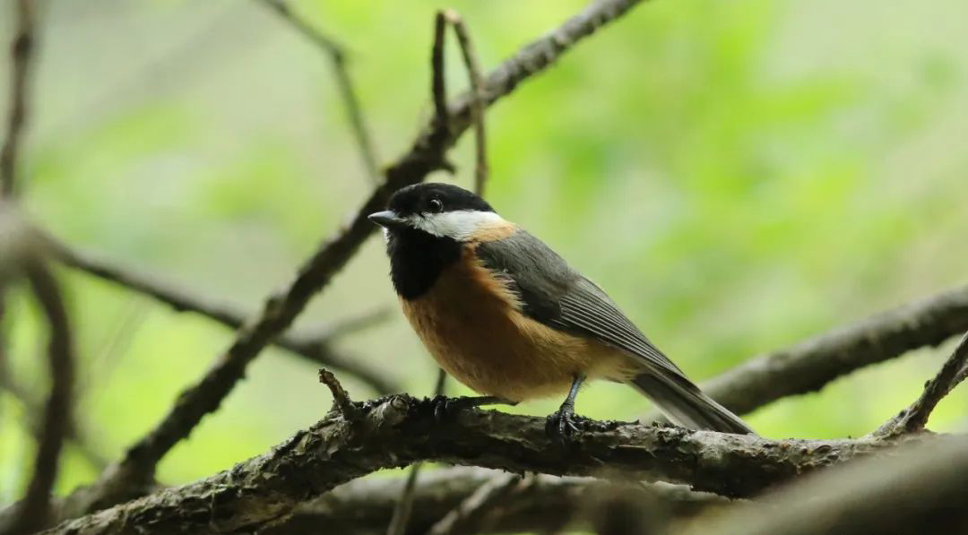 Longcanggou Birds