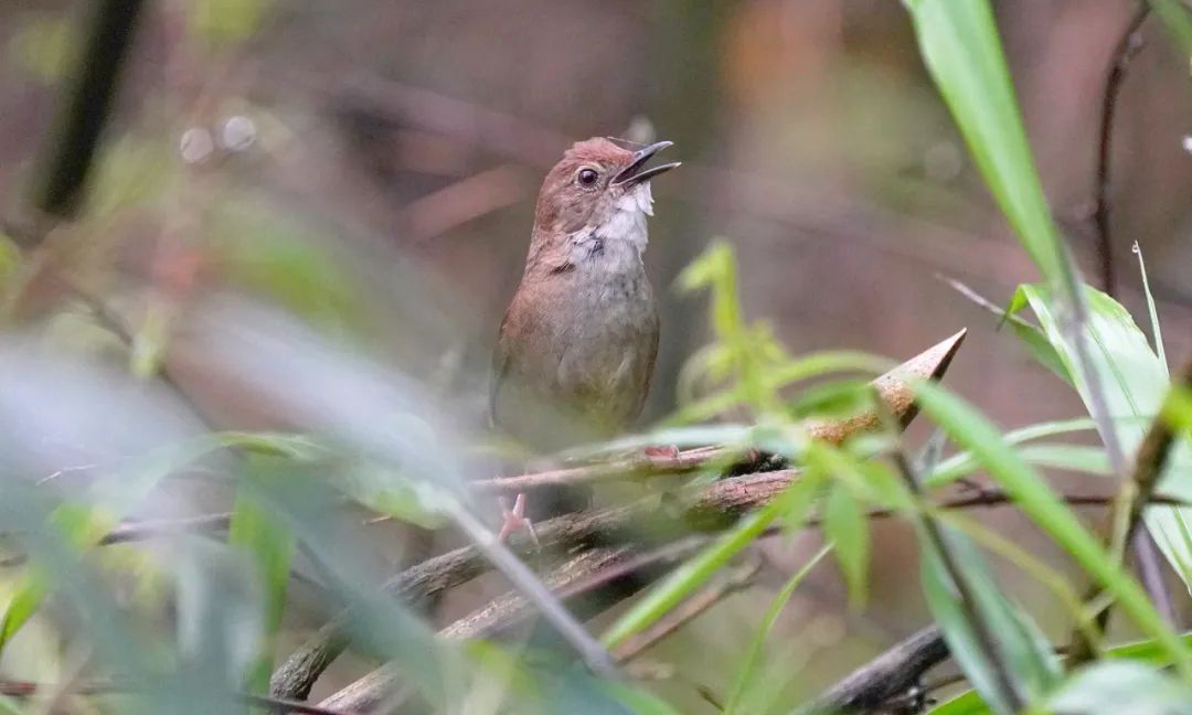 Longcanggou Birds