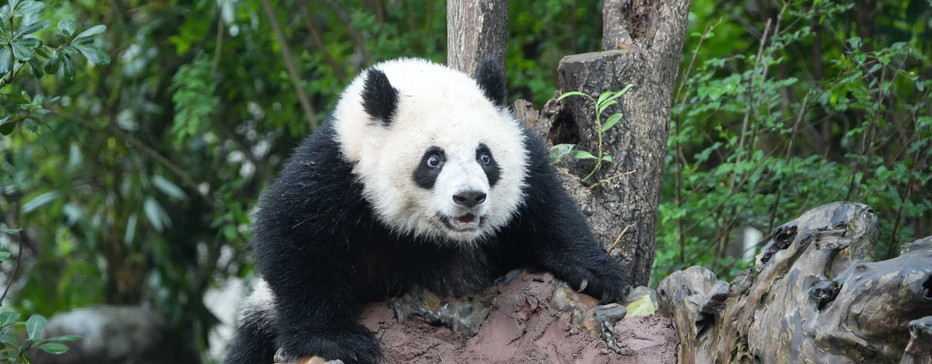 Sichuan Panda Tour