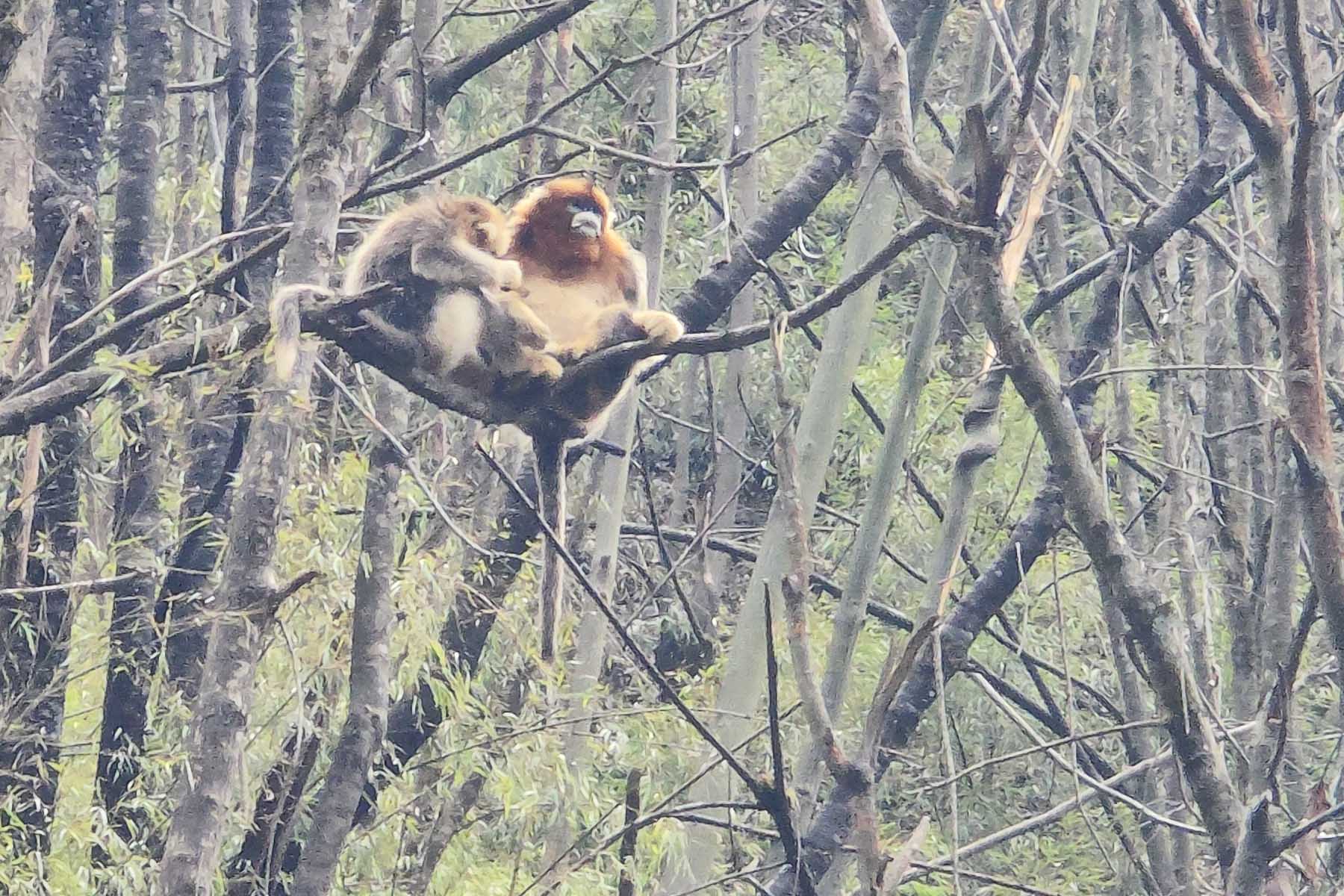 Wildlife Tour Sichuan Wildlife Tour