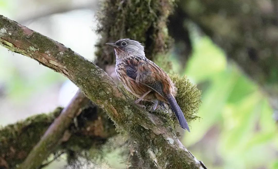 Longcanggou Birds