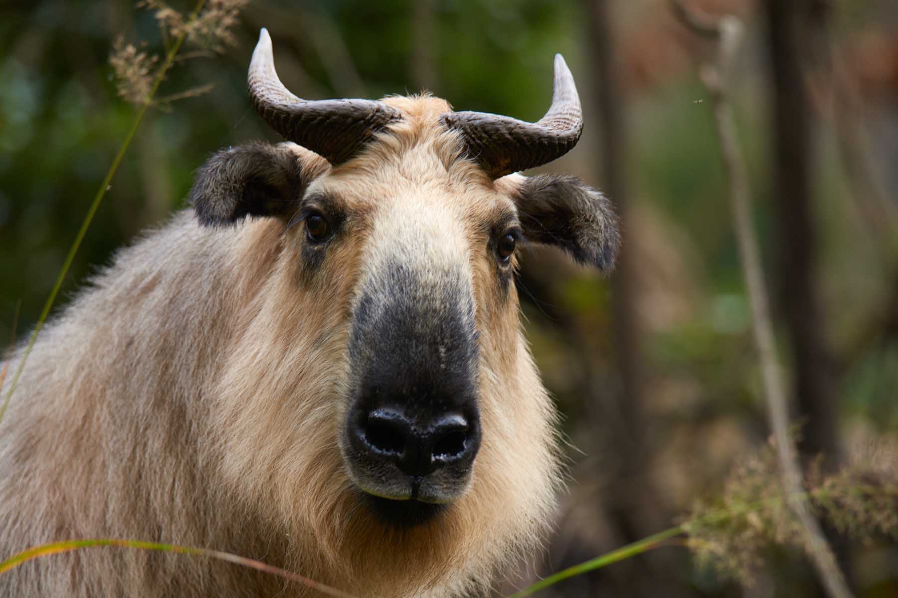 Wildlife Tour Sichuan Wildlife Tour