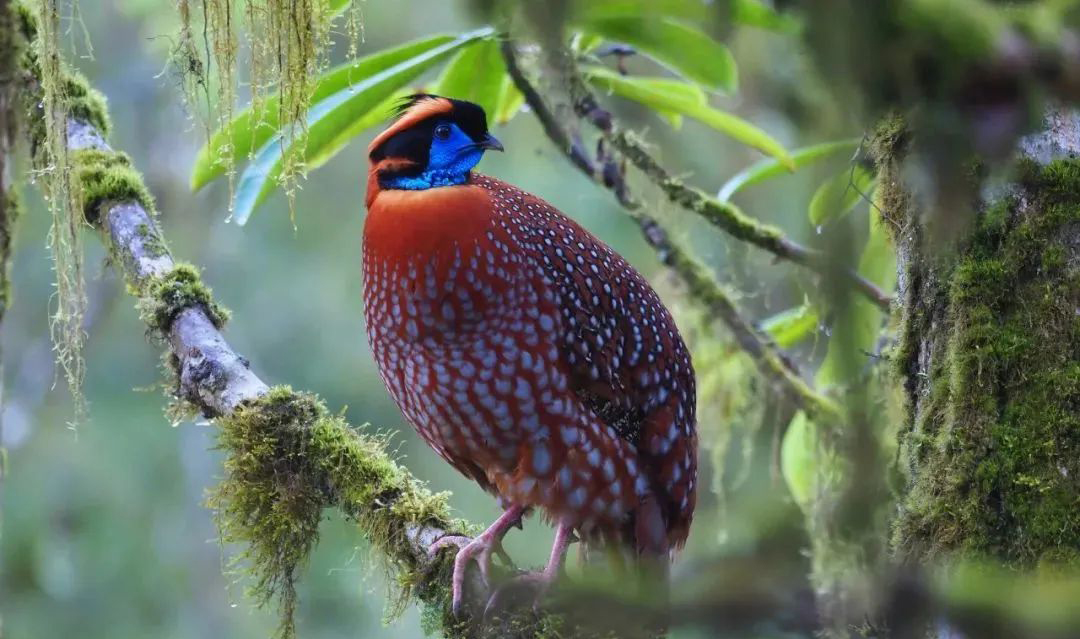 Balangshan Birds