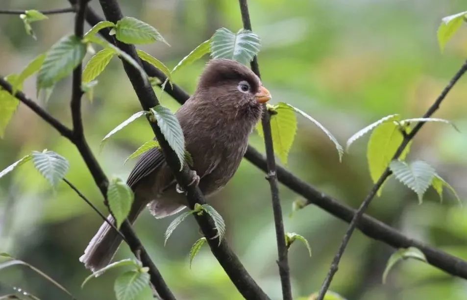 Longcanggou Birds