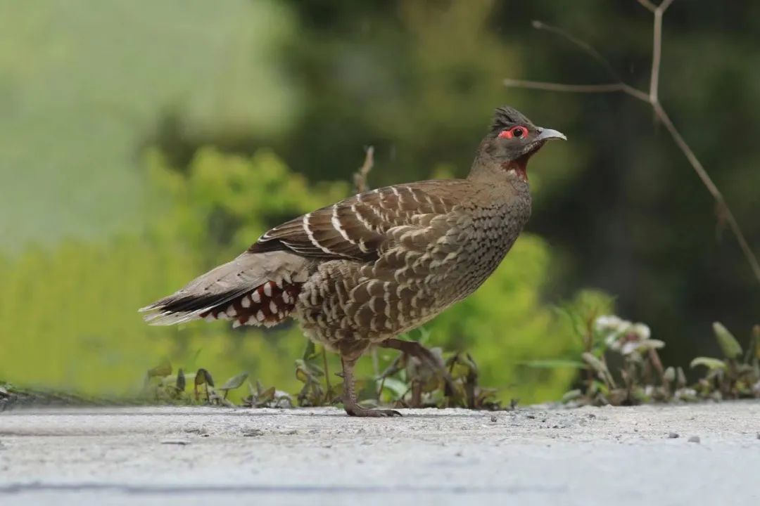 Balangshan Birds