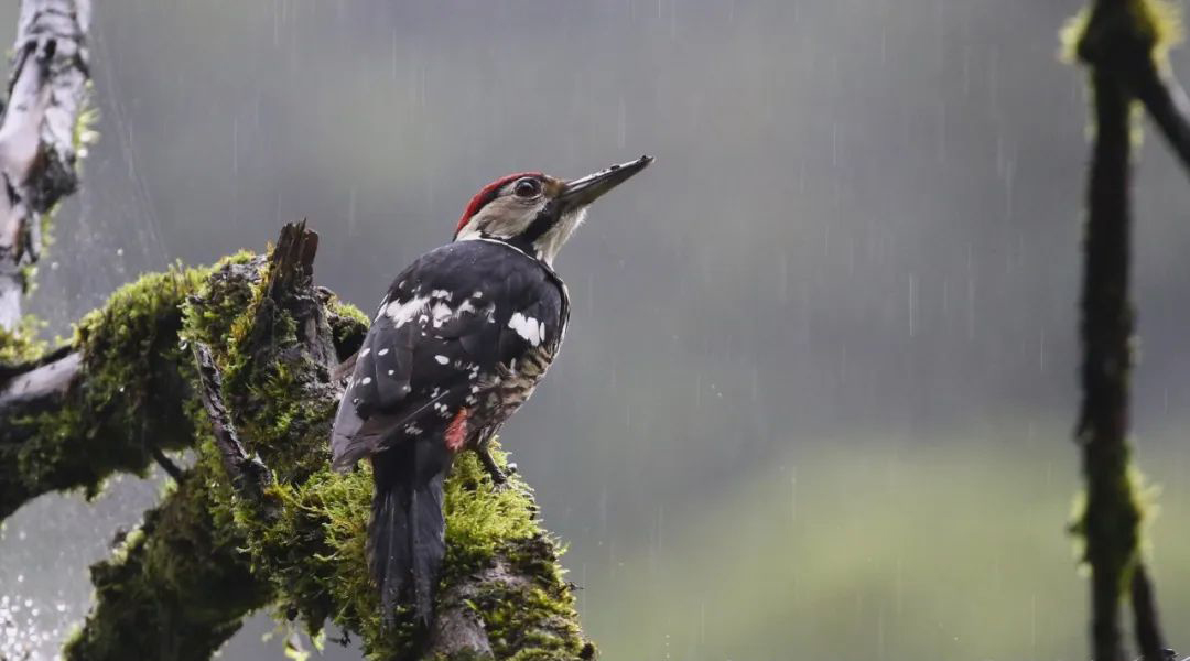 Longcanggou Birds