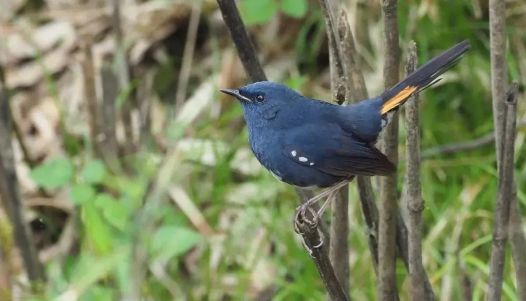 Longcanggou Birds