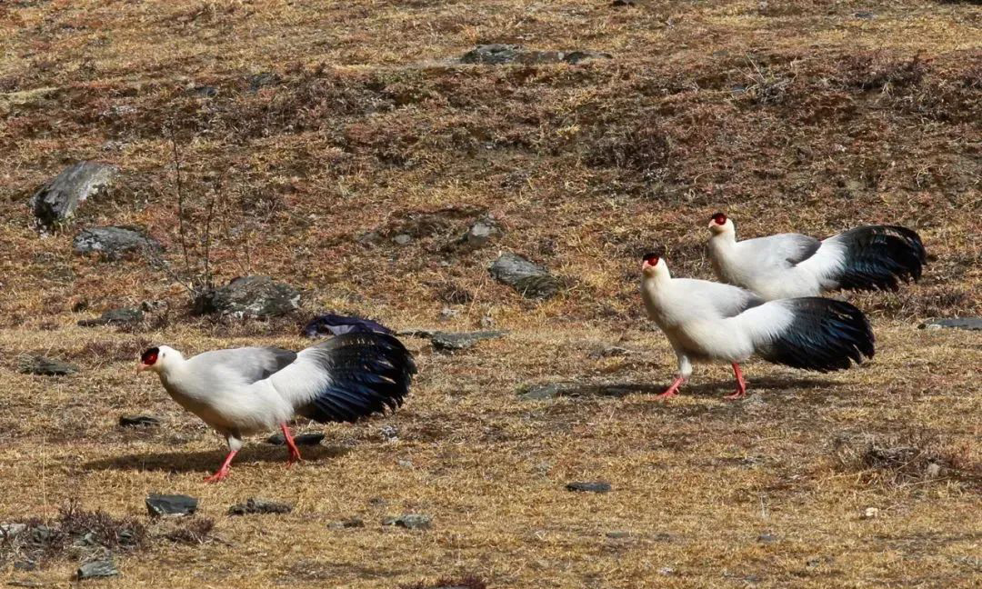 Balangshan Birds