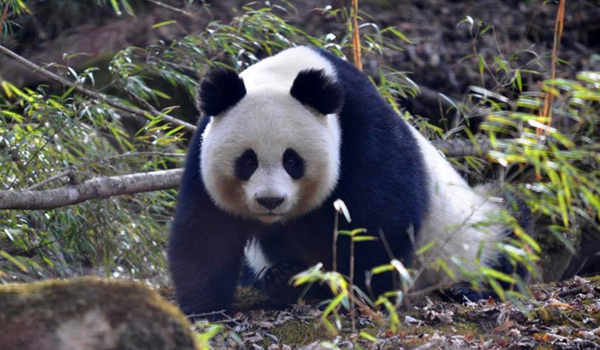 Giant Panda News