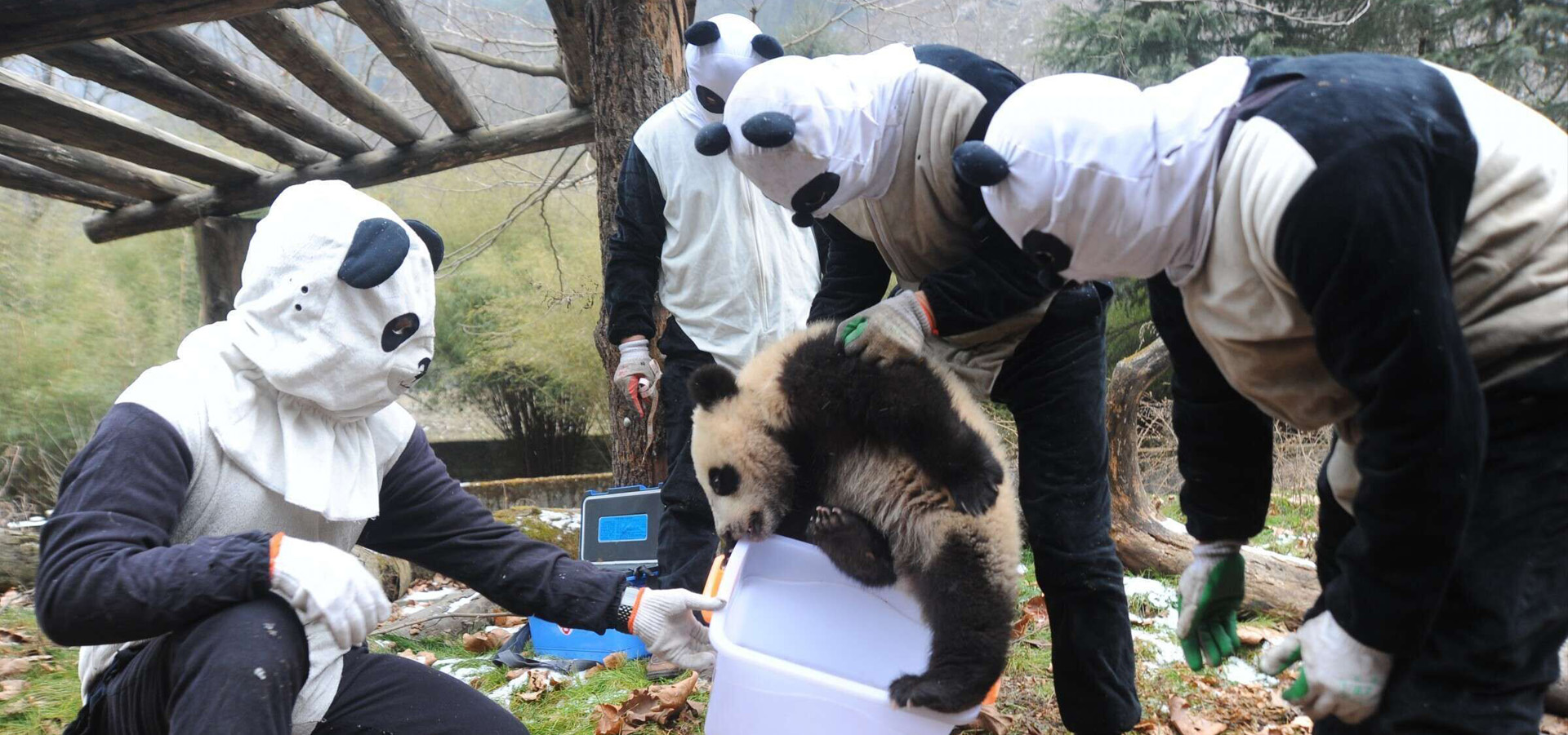 Wolong Panda Reserve