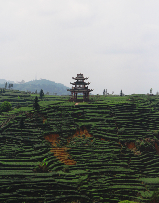 Yaan Travel Guide